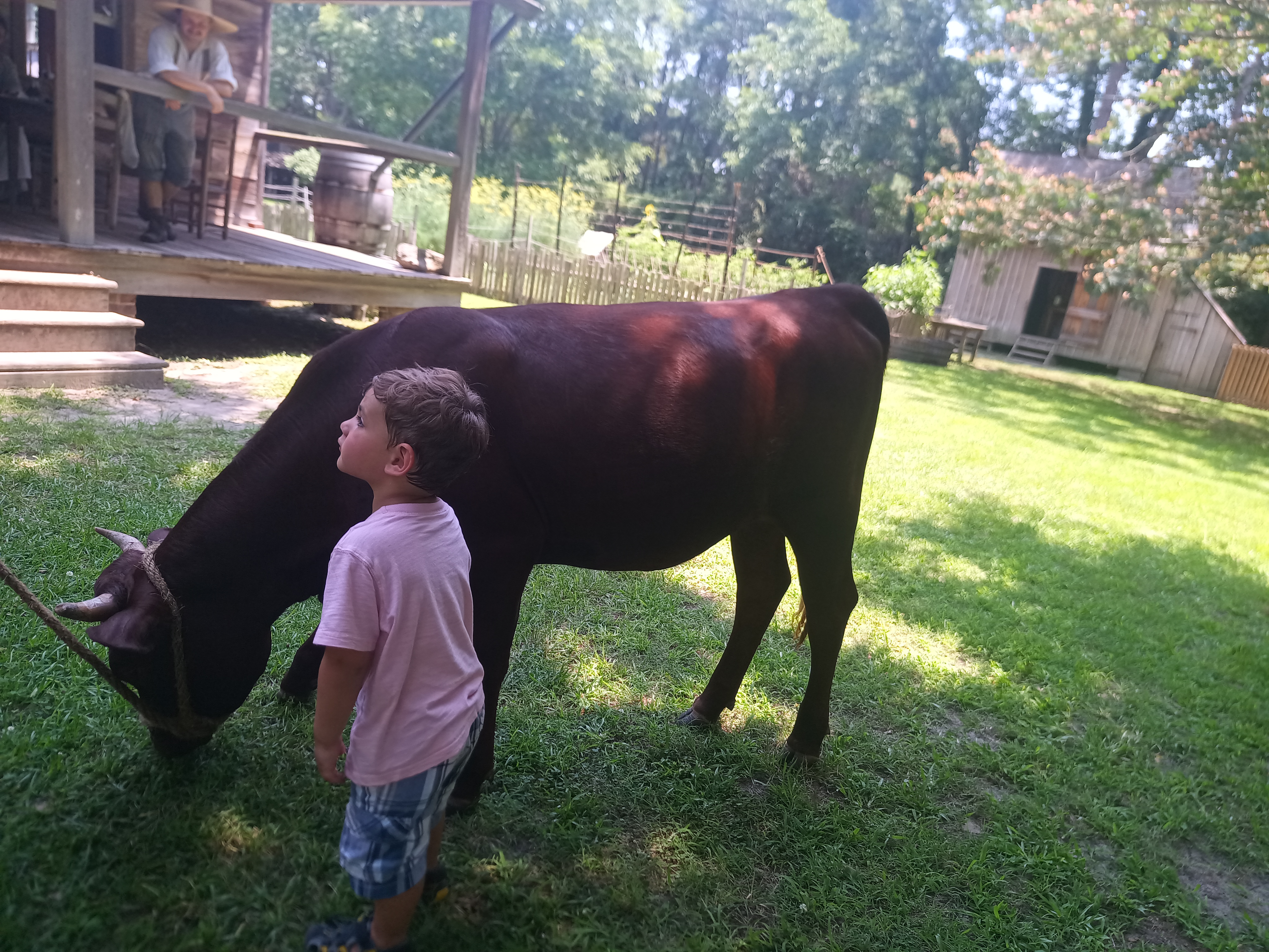 A pastoral farm scene with Devon cows being milked.